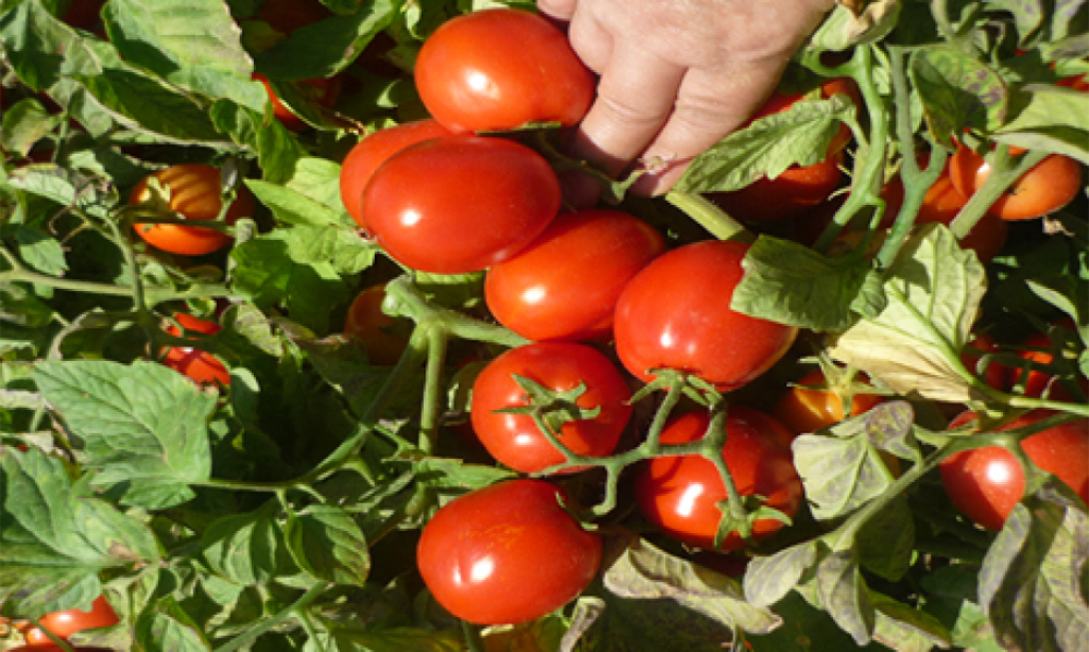 لن تغطي سوى 9 أشهر من حاجياتنا .. الطماطم تخسر نصف مساحاتها والفلفل يتراجع بنحو الثلث..